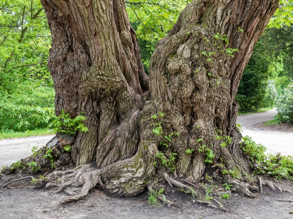 The Psychology of Succession: Why Family Business Transitions Fail