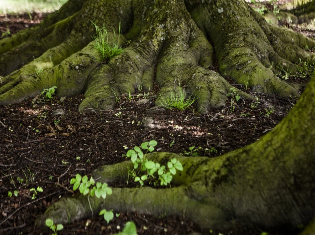 The Inheritance of Leadership: Psychological Patterns in Multigenerational Enterprise