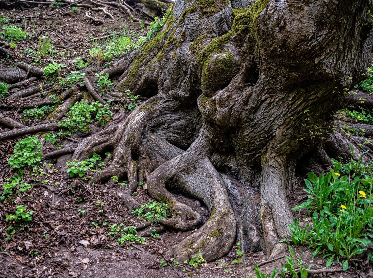 Building Leadership That Outlasts You: Succession as Psychological Legacy